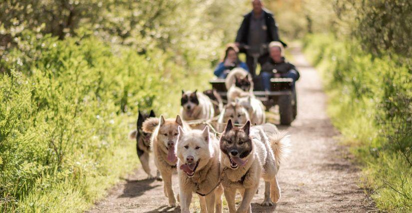 Cani-kart avec chiens de traîneau en famille avec Lounoock's - Pouldreuzic